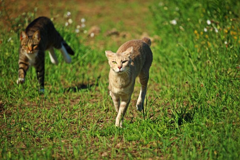 tracking game animals