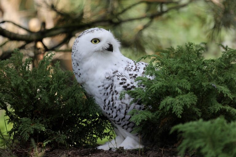 best camouflage for hunting