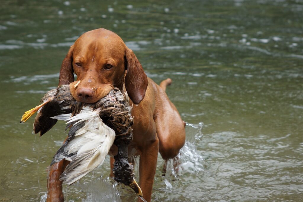 anna-f-dog-5490238